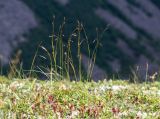 Carex tenuiformis. Плодоносящие растения. Хабаровский край, р-н им. Лазо, г. Столовая, выс. ≈ 1910 м н.у.м., горная тундра. 02.08.2026.