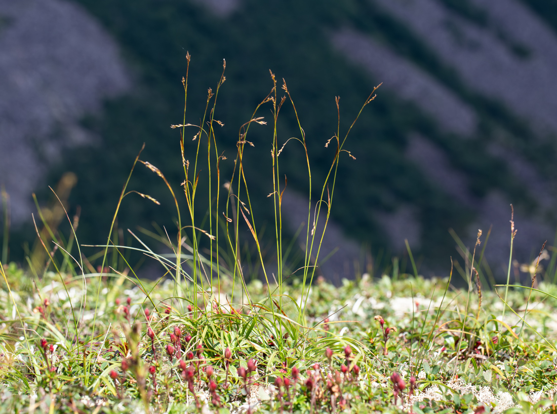 Image of Carex tenuiformis specimen.