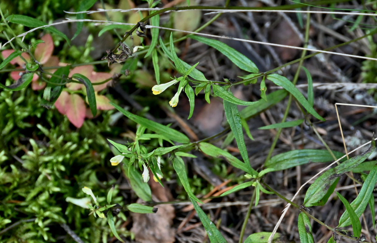 Изображение особи Melampyrum pratense.