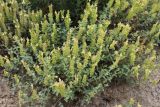 Scutellaria adenostegia. Цветущее растение. Кыргызстан, Нарынская обл., Ак-Талинский р-н, 7 км к юго-западу от с. Кош-Дёбё, вост. отроги Ферганского хр.; 2530 м н.у.м., придорожная каменистая осыпь. 08.07.2026.
