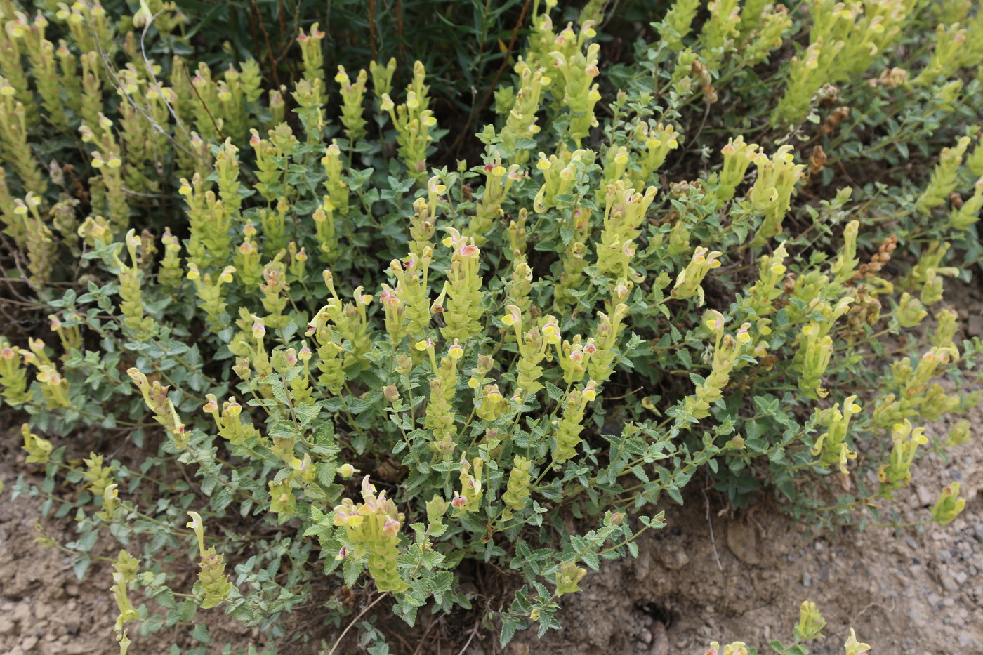 Image of Scutellaria adenostegia specimen.