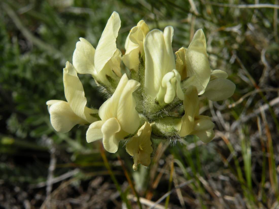 Изображение особи Oxytropis recognita.