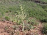 Dorema sabulosum