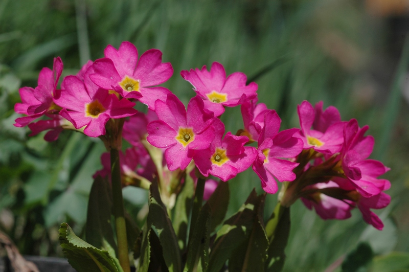 Image of Primula rosea specimen.
