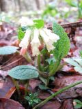 Symphytum grandiflorum. Цветущее растение. Адыгея, р-н Азишского пер., выс. 1500 н.у.м. 15.05.2011.