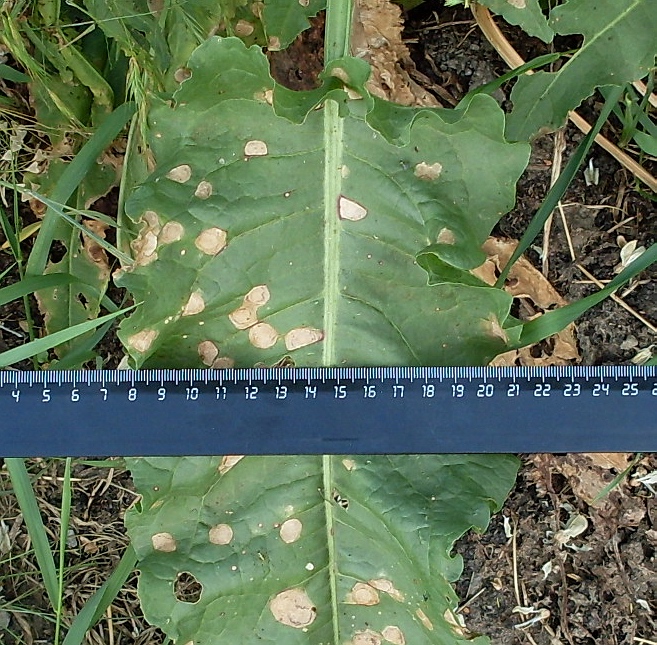 Image of Rumex patientia ssp. orientalis specimen.