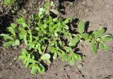 Portulaca oleracea. Молодое растение. Новосибирская обл., Карасукский р-н, с. Благодатное, цветочная клумба. 14.06.2011.