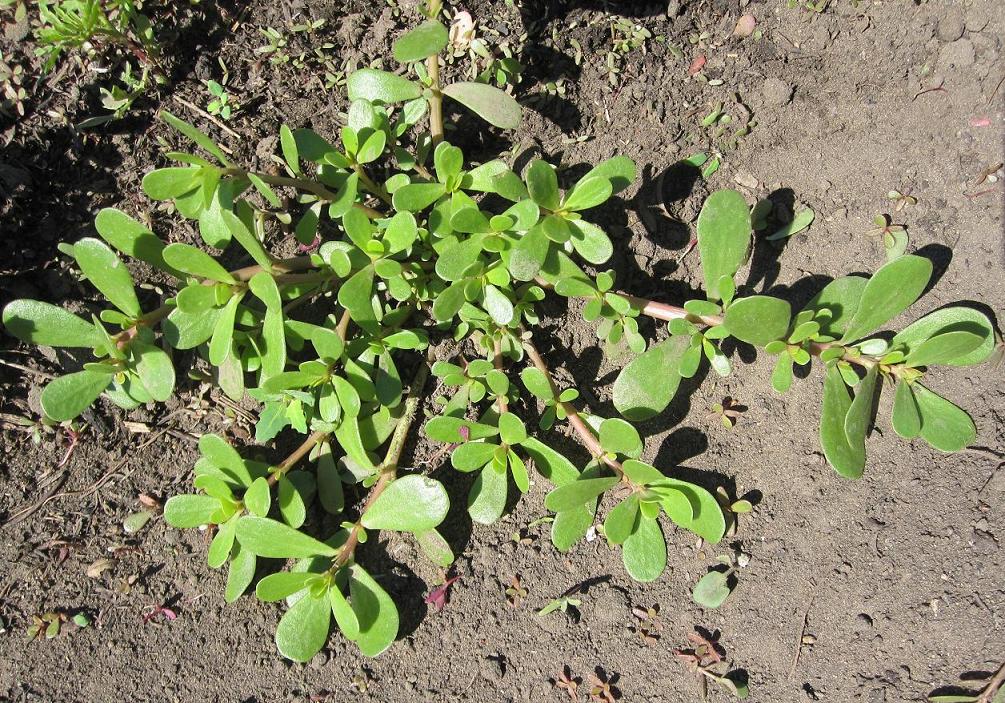 Image of Portulaca oleracea specimen.