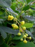 Berberis vulgaris