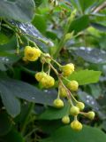 Berberis vulgaris. Соцветие. Свердловская обл., Первоуральский городской округ, окрестности ж.-д. станции Хрустальная, в культуре. 12.06.2011.