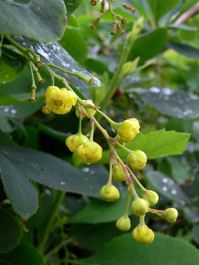 Image of Berberis vulgaris specimen.