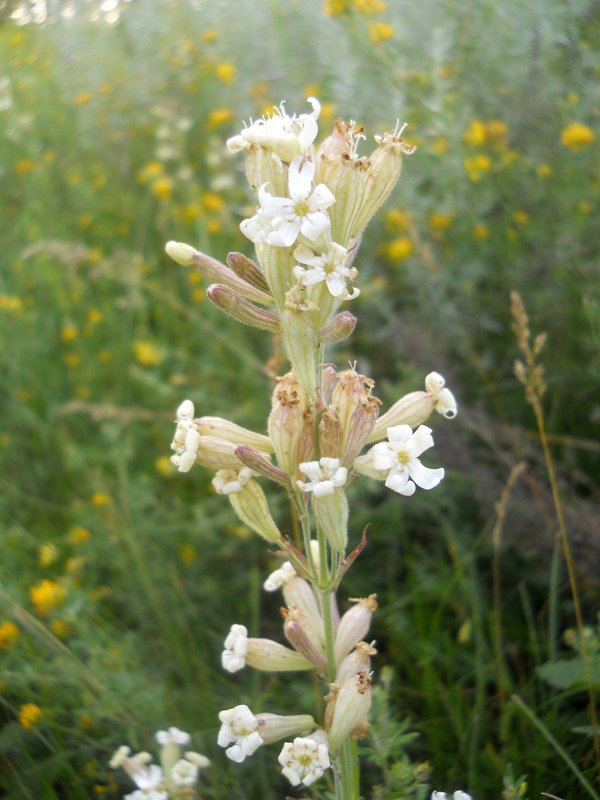 Изображение особи Silene amoena.