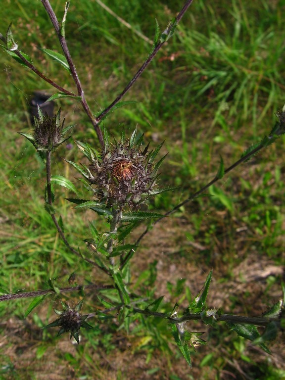 Image of Carlina fennica specimen.