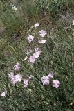 Convolvulus subhirsutus