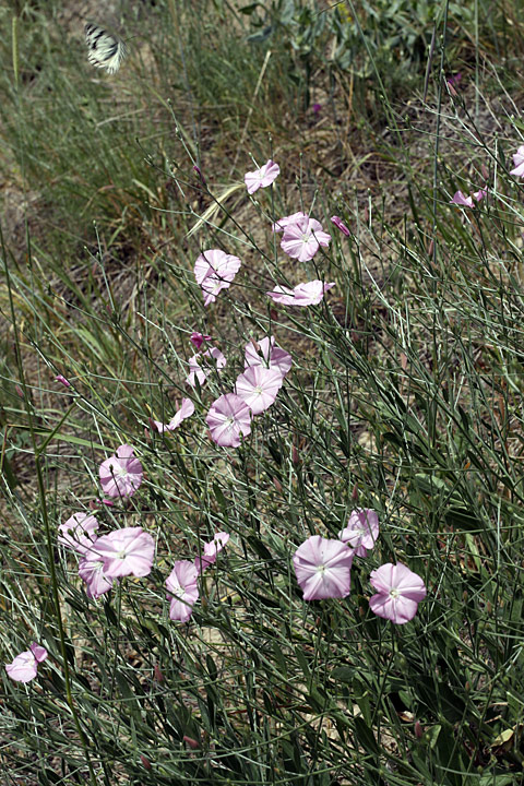 Изображение особи Convolvulus subhirsutus.