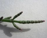 Salicornia perennans