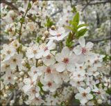 Prunus cerasifera