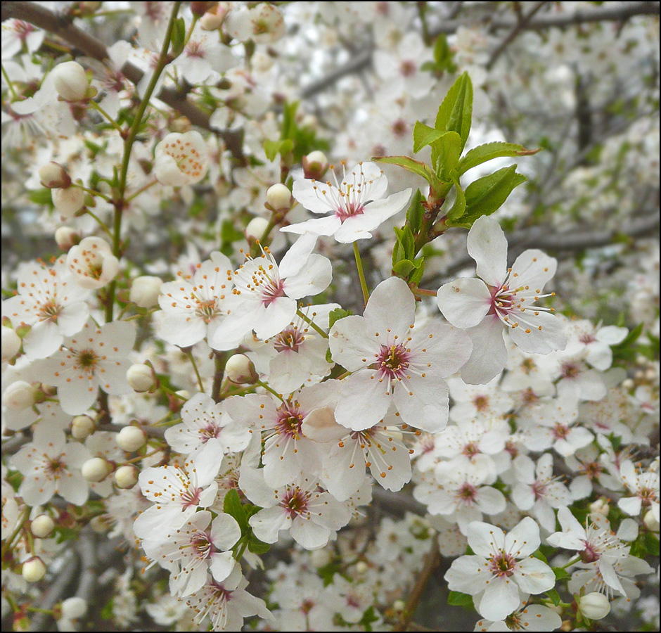 Image of Prunus cerasifera specimen.