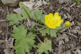 Ranunculus constantinopolitanus