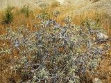Eryngium caeruleum. Плодоносящее растение. Копетдаг, Чули. Конец июня 2011 г.