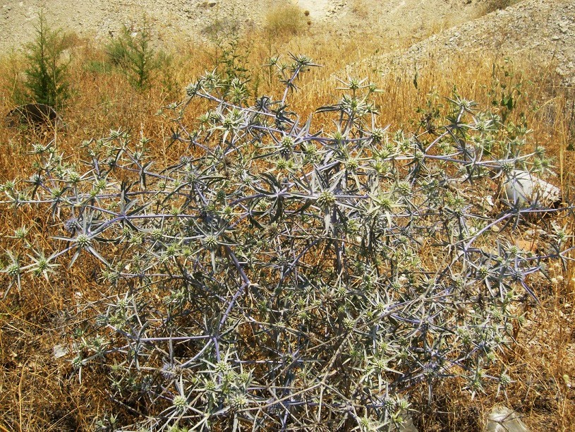 Image of Eryngium caeruleum specimen.