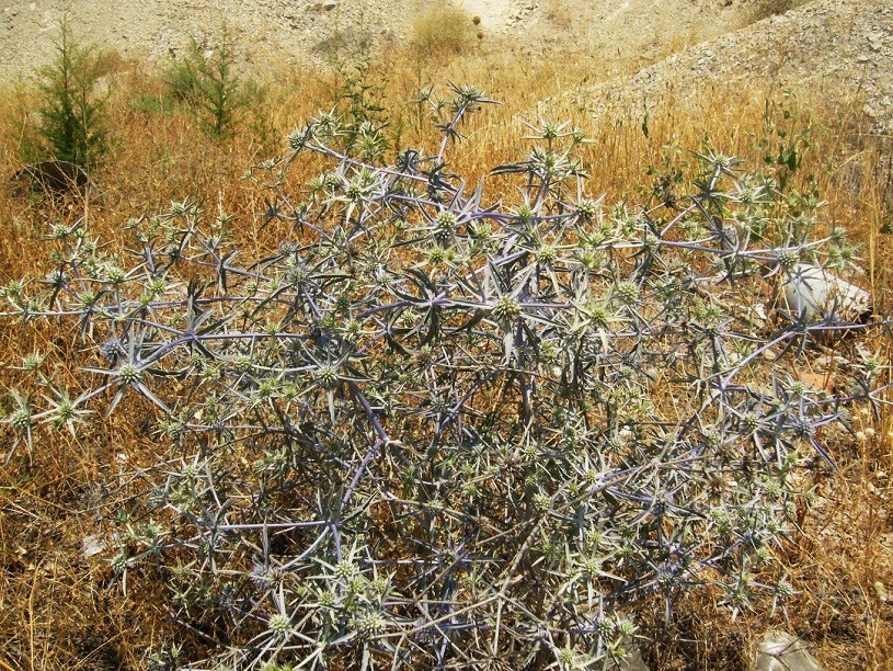 Изображение особи Eryngium caeruleum.