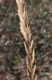 Agropyron tanaiticum