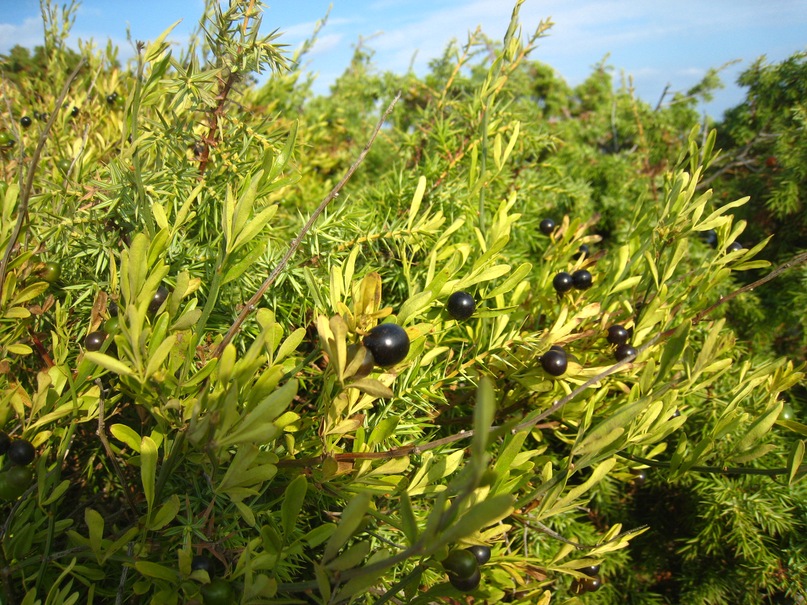 Image of Jasminum fruticans specimen.