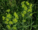 Euphorbia virgata. Верхушка цветущего растения.