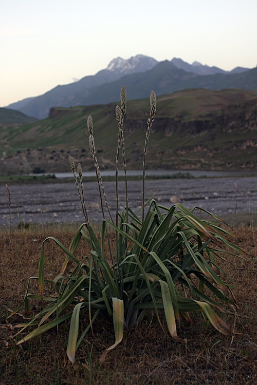 Image of Eremurus comosus specimen.