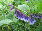 Vicia villosa