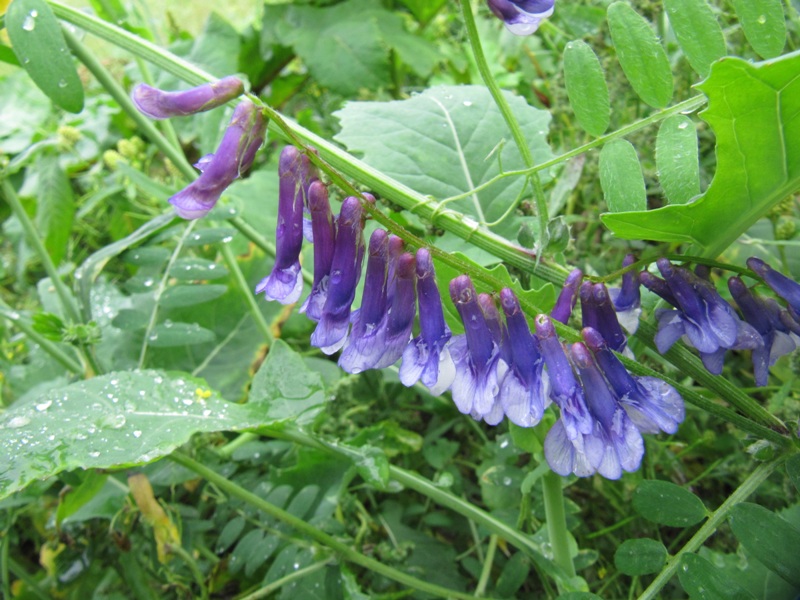 Image of Vicia villosa specimen.