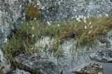 Eriophorum gracile. Заросль пушицы на берегу постоянного микроводоёма на скале мыса Аварийного. 06.08.2010.