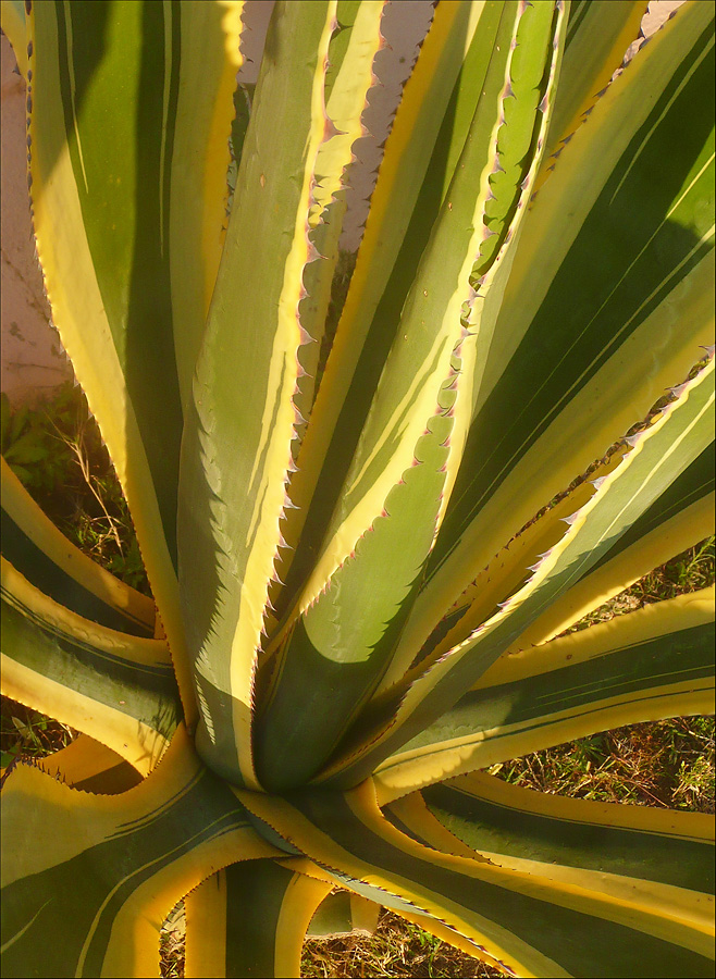 Image of Agave americana var. marginata specimen.