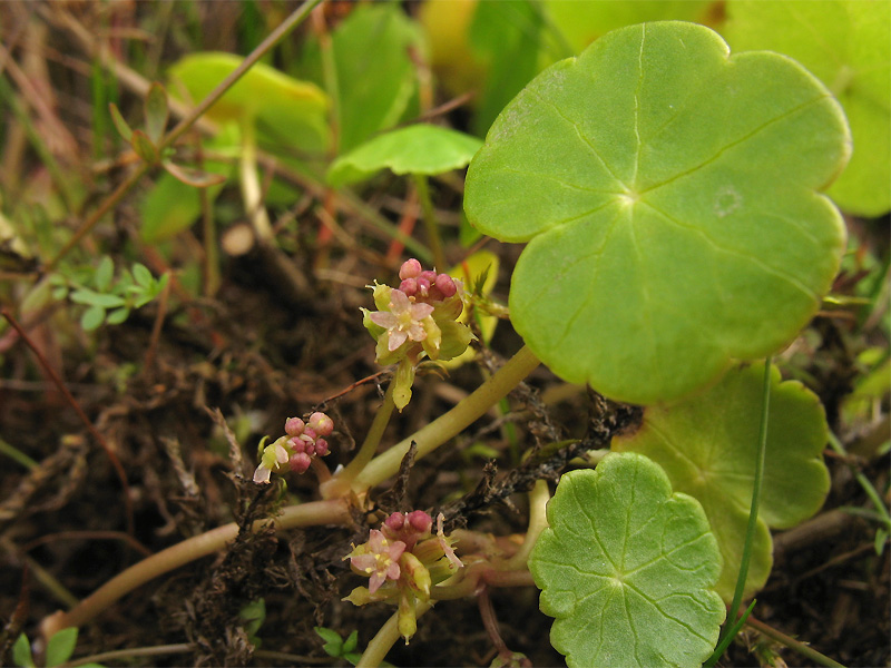 Изображение особи Hydrocotyle vulgaris.