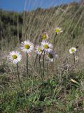 Bellis sylvestris. Цветущие растения. Южный Берег Крыма, мыс Мартьян. 3 января 2012 г.