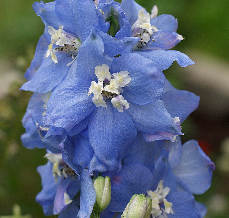 Изображение особи Delphinium × phoeniceum.
