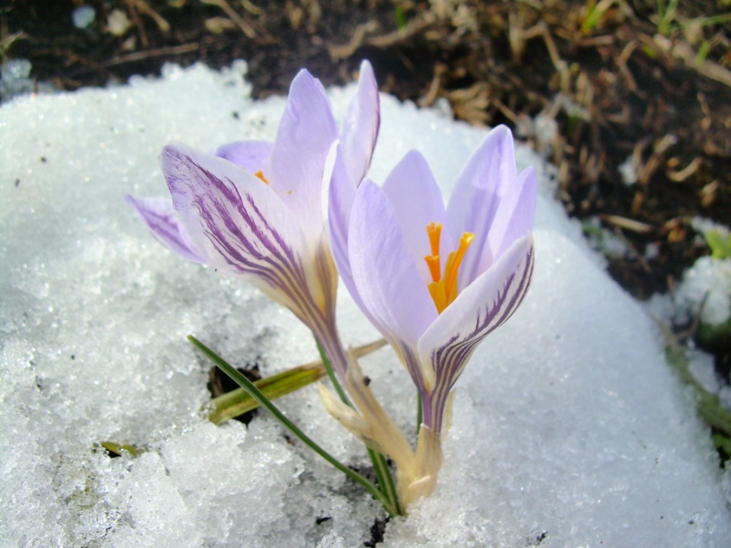 Изображение особи Crocus reticulatus.