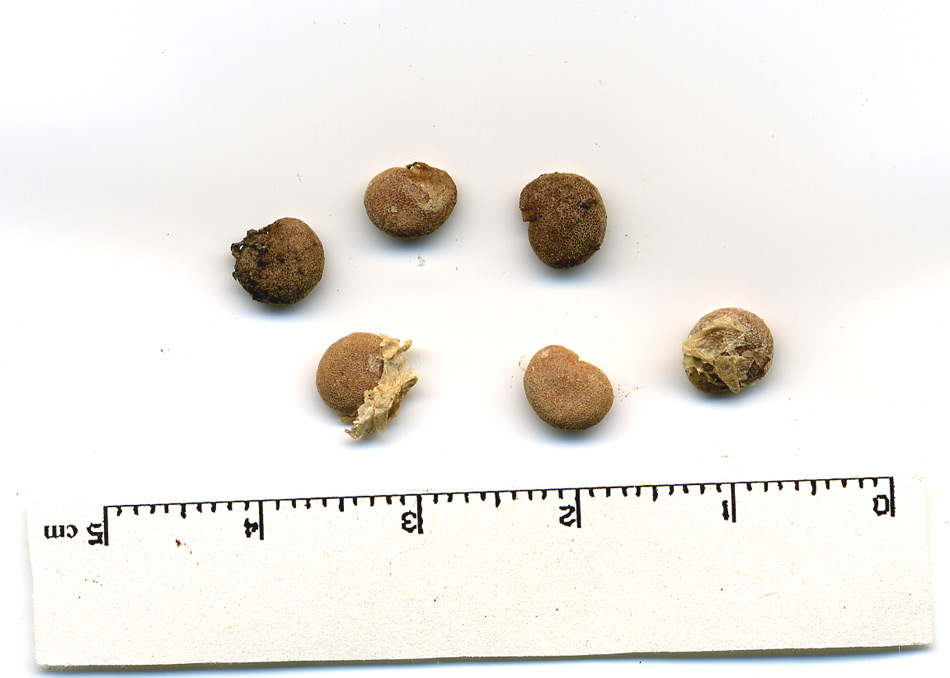 Image of Mandragora officinarum specimen.