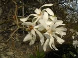 Magnolia stellata