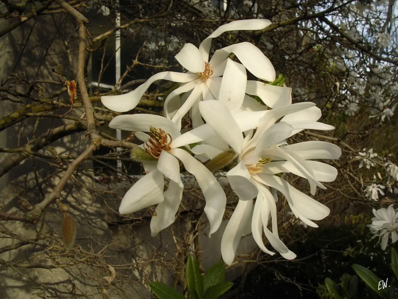 Image of Magnolia stellata specimen.