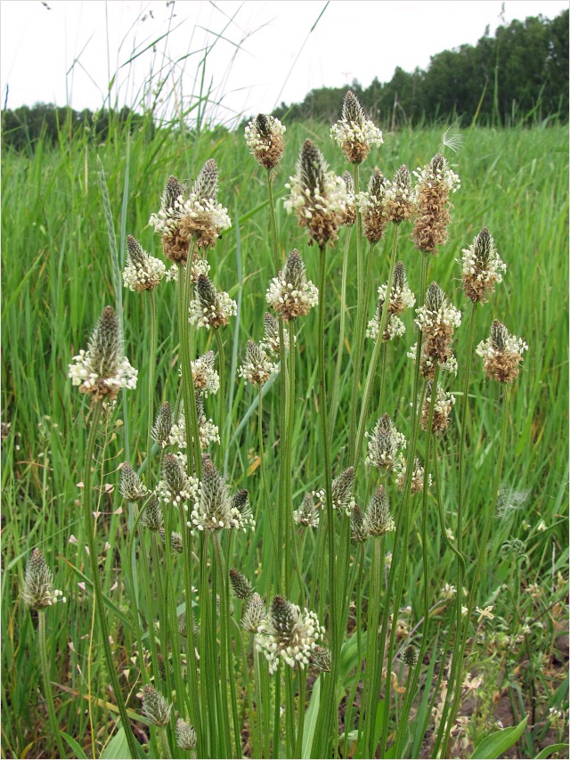 Image of Plantago lanceolata specimen.