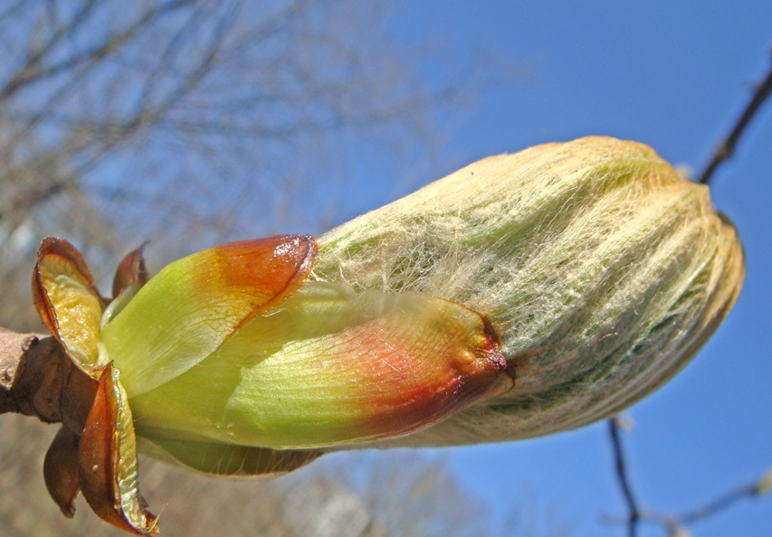 Изображение особи род Aesculus.