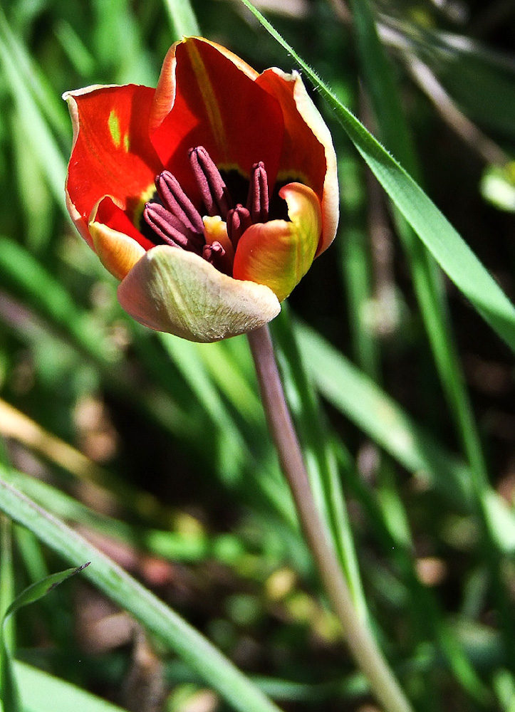 Image of Tulipa agenensis specimen.