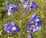 Aconitum