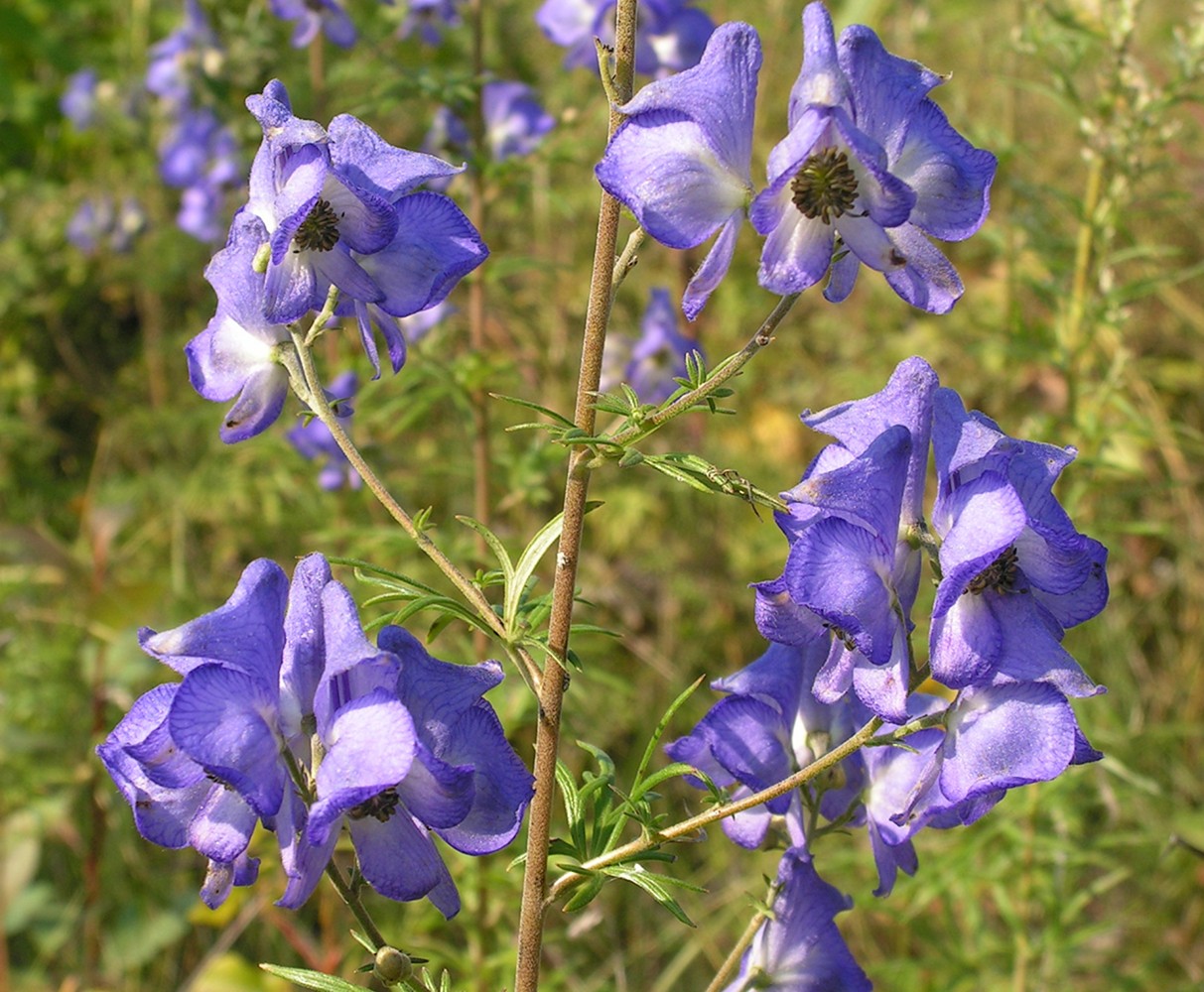 Изображение особи род Aconitum.