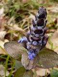 Ajuga reptans