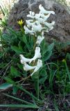 Corydalis variety aragacica