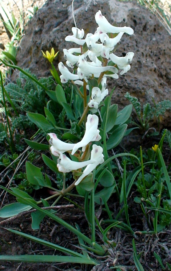 Изображение особи Corydalis erdelii var. aragacica.