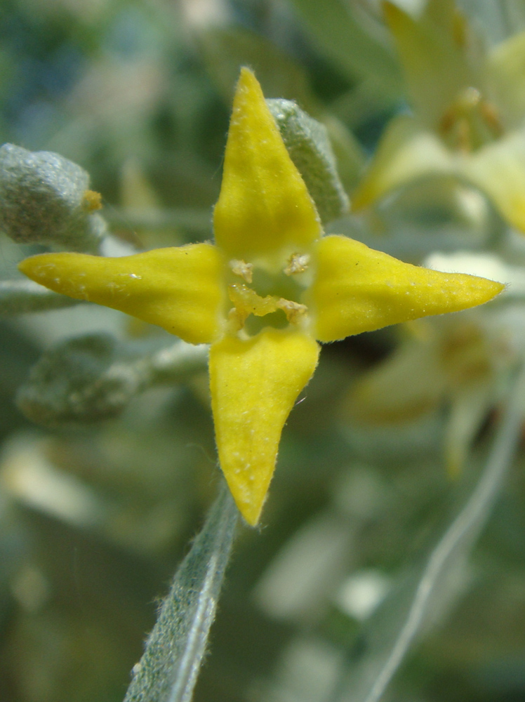 Image of Elaeagnus angustifolia specimen.